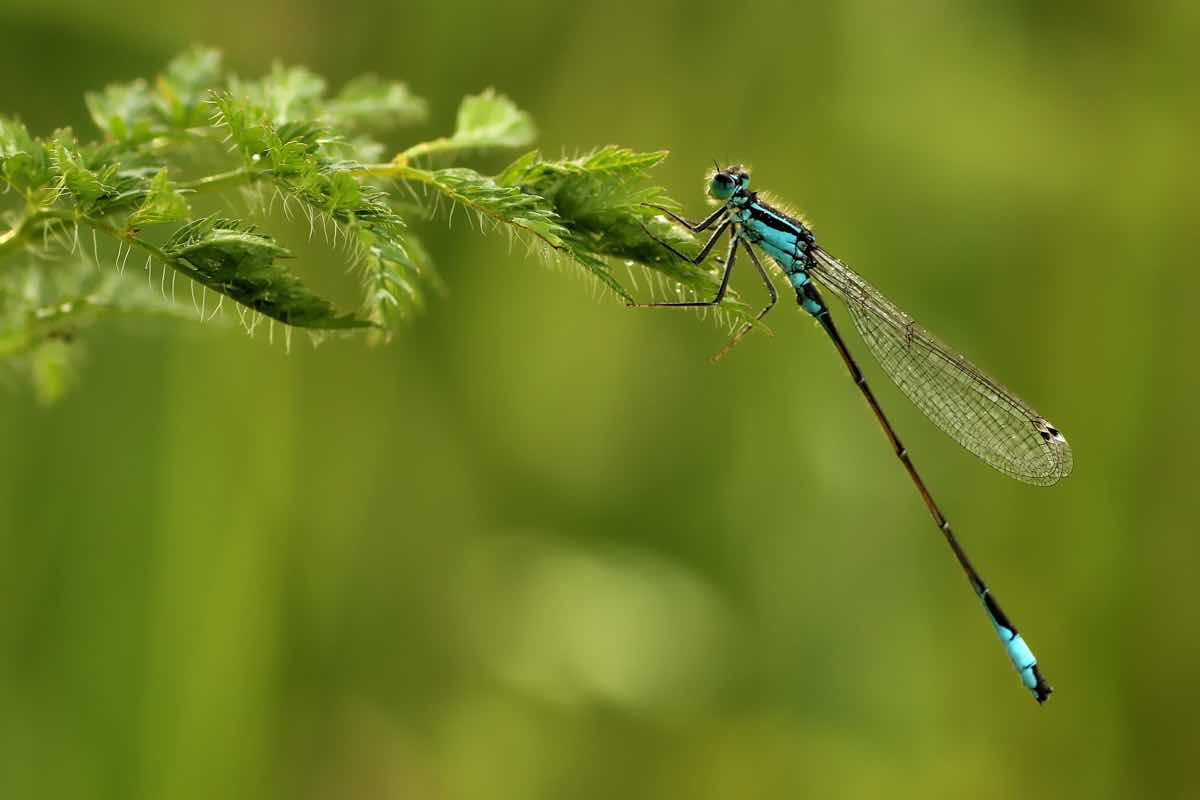 Libelle