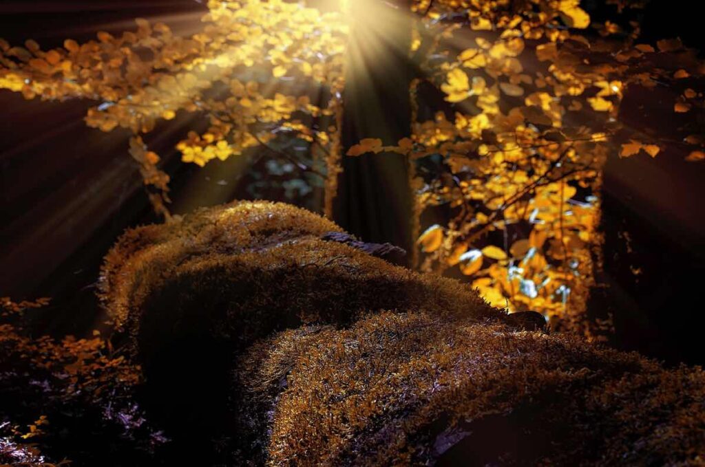 Wald